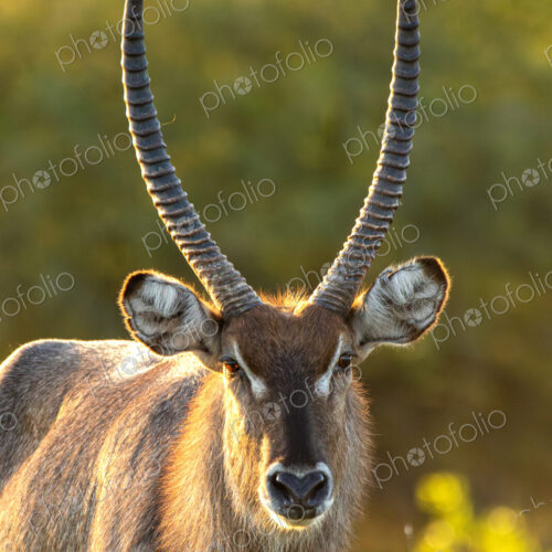 Waterbuck, Kobus ellipsiprymnus, close-up portrait. Waterbuck, Kobus ellipsiprymnus, close-up portrait.