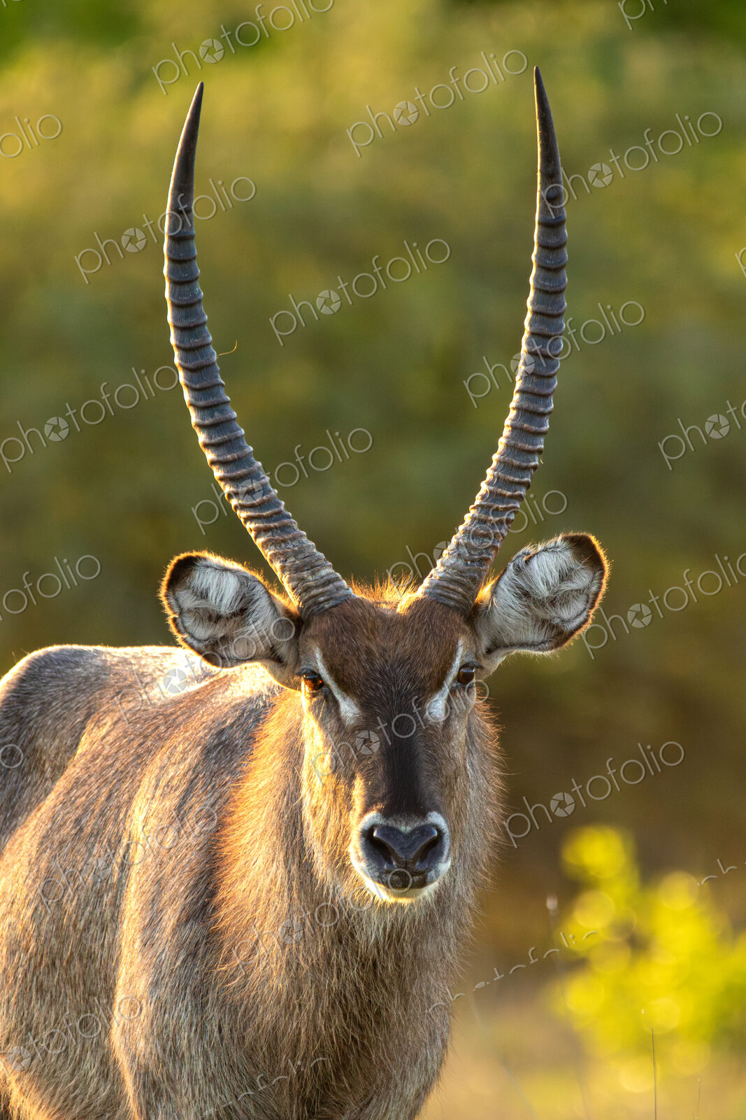 Waterbuck, Kobus ellipsiprymnus, close-up portrait.