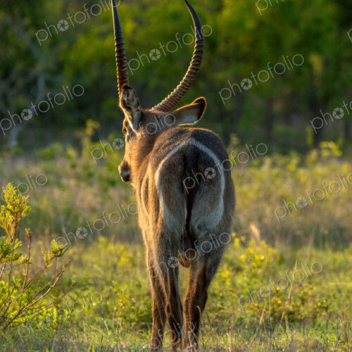 Waterbuck, Kobus ellipsiprymnus, facing backward. Waterbuck, Kobus ellipsiprymnus, facing backward.
