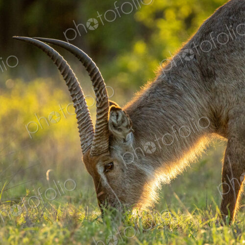 Waterbuck, Kobus ellipsiprymnus, feeding on grass, close-up. Waterbuck, Kobus ellipsiprymnus, feeding on grass, close-up.