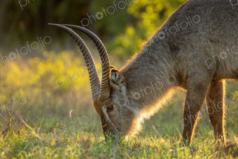 Waterbuck, Kobus ellipsiprymnus, feeding on grass, close-up.