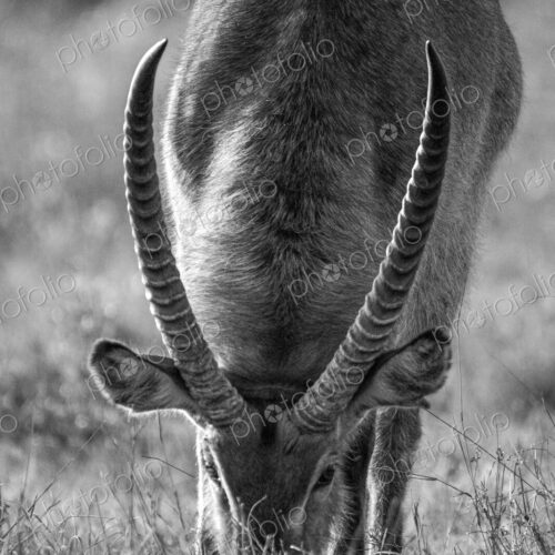 Waterbuck, Kobus ellipsiprymnus, male grazing, in black and white. Waterbuck, Kobus ellipsiprymnus, male grazing, in black and white.