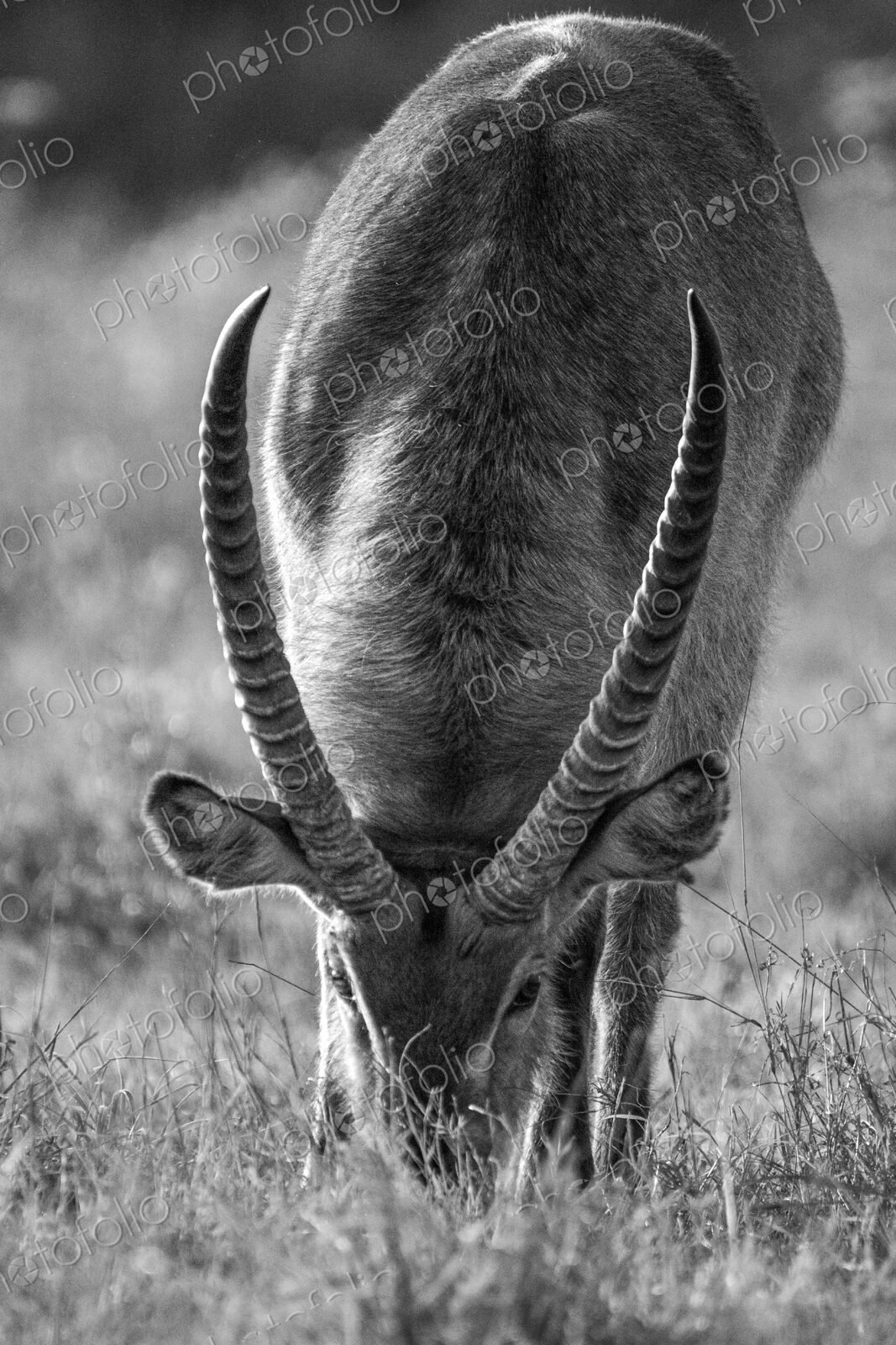 Waterbuck, Kobus ellipsiprymnus, male grazing, in black and white.