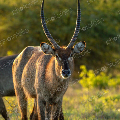 Waterbuck, Kobus ellipsiprymnus, portrait. Waterbuck, Kobus ellipsiprymnus, portrait.