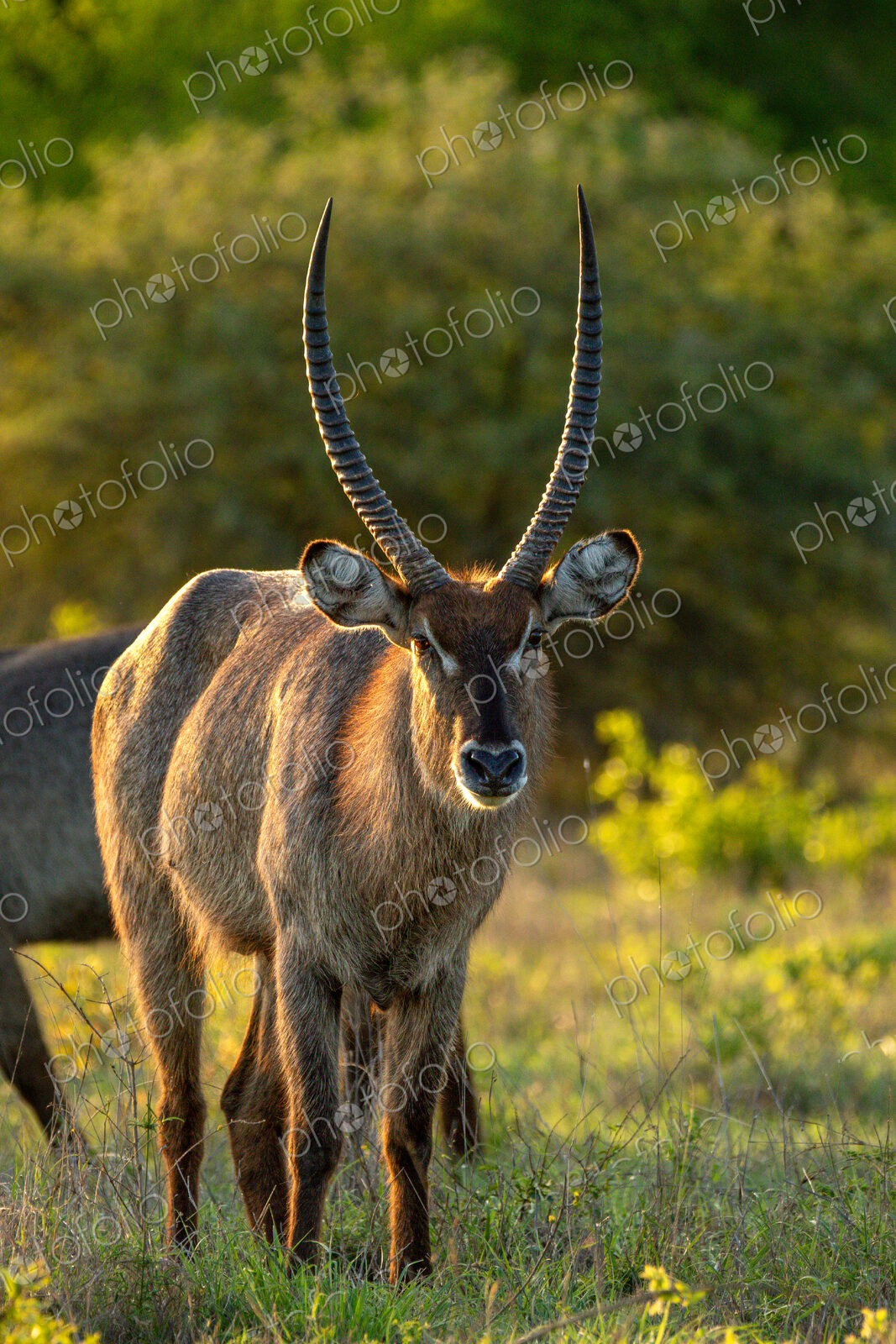 Waterbuck, Kobus ellipsiprymnus, portrait.