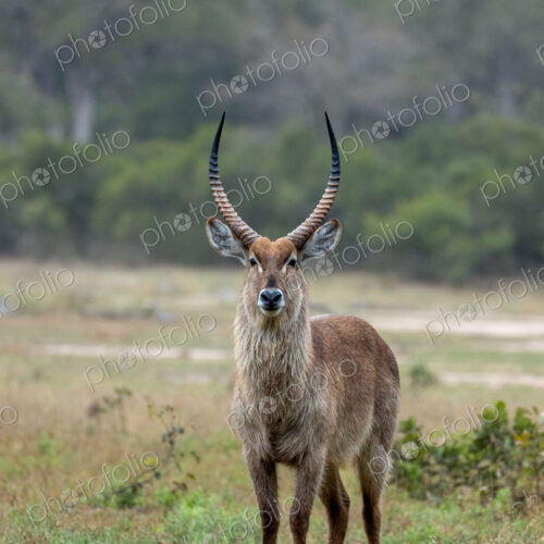 Waterbuck, Kobus ellipsiprymnus, standing, direct gaze.