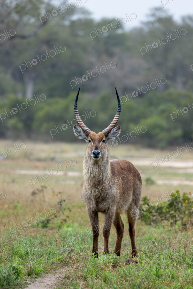 Waterbuck, Kobus ellipsiprymnus, standing, direct gaze.