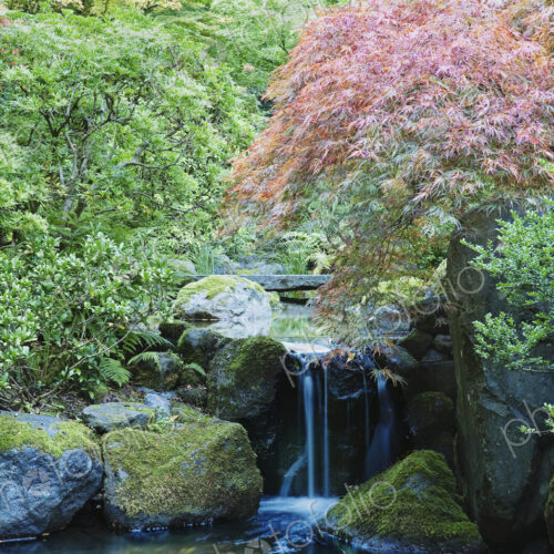 Waterfall and Bridge in Japanese Garden. Waterfall and Bridge in Japanese Garden.