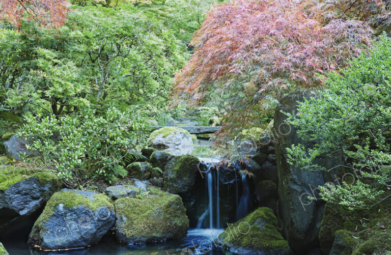 Waterfall and Bridge in Japanese Garden.
