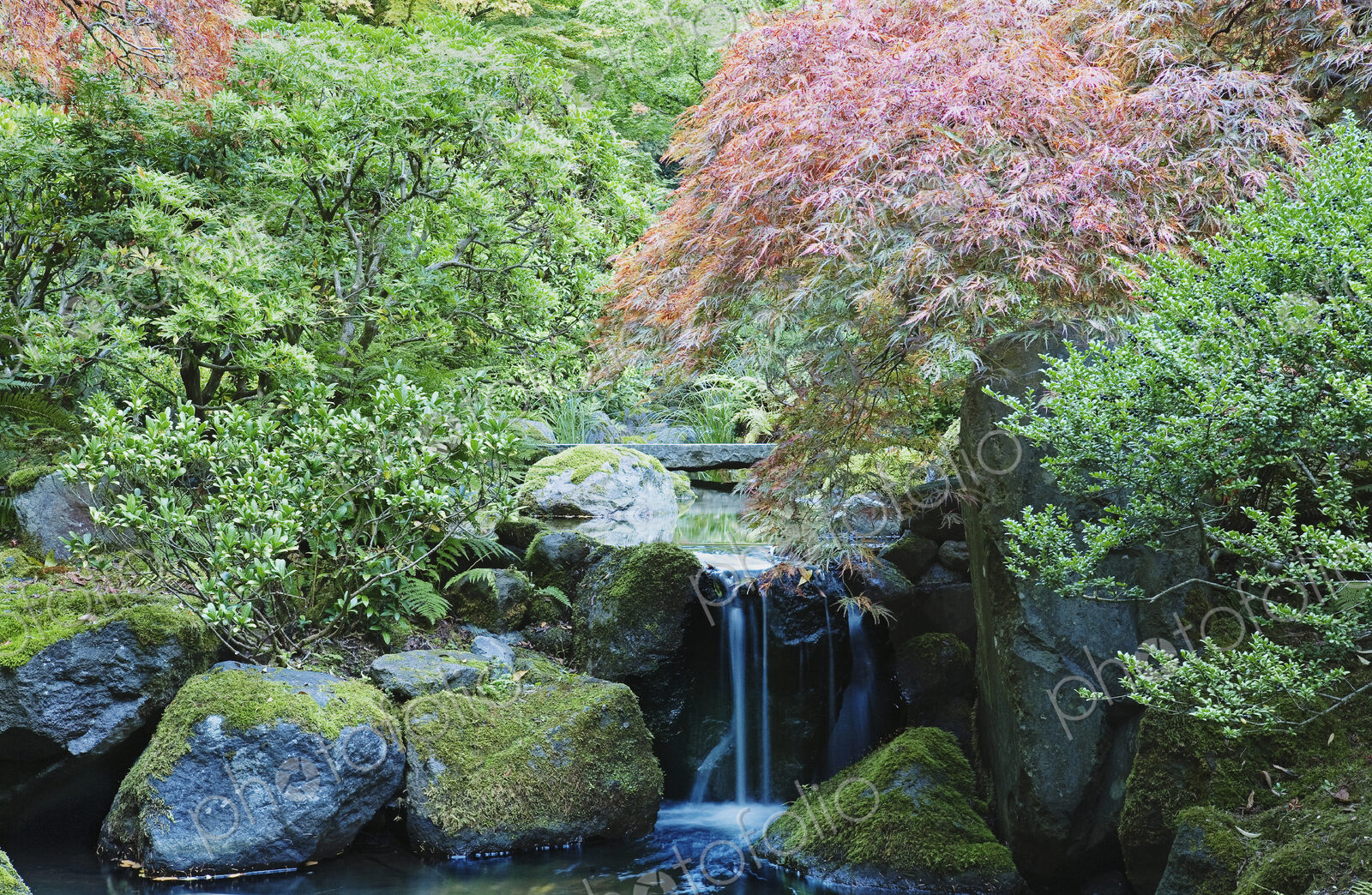 Waterfall and Bridge in Japanese Garden.
