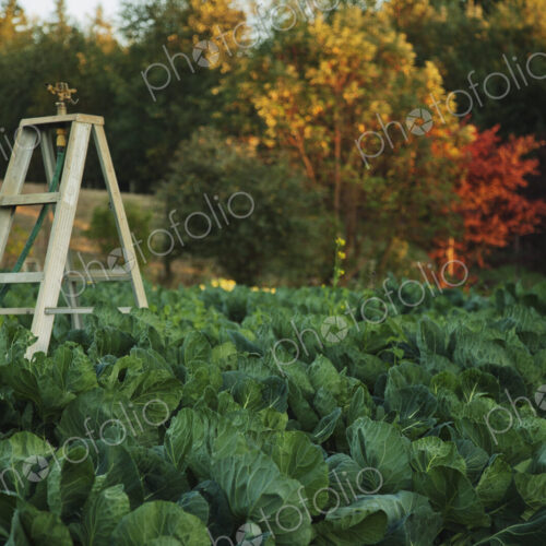 Watering plants, sprinkler system for a field of brussels sprouts plants growing on a… Watering plants, sprinkler system for a field of brussels sprouts plants growing on a…