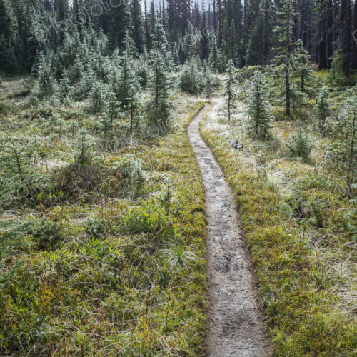 We and muddy hiking trail after mountain storm, lush subalpine meadow in distance, Mt.…