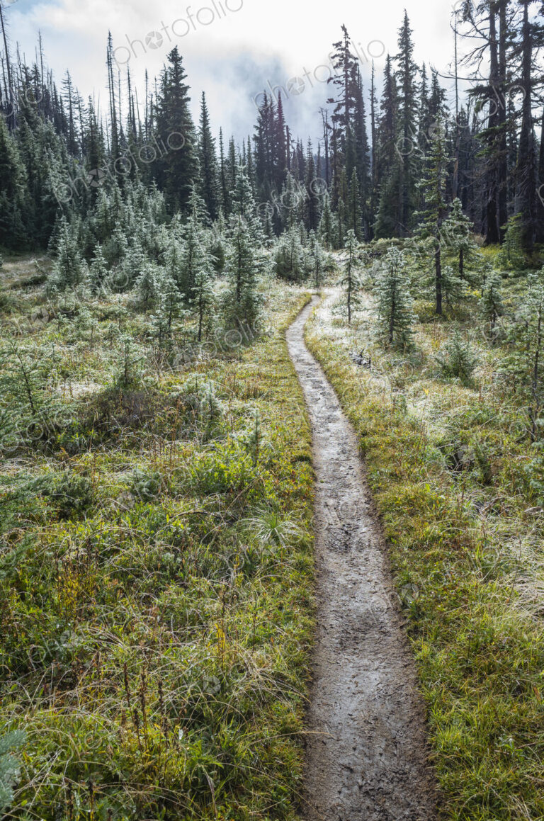 We and muddy hiking trail after mountain storm, lush subalpine meadow in distance, Mt.…