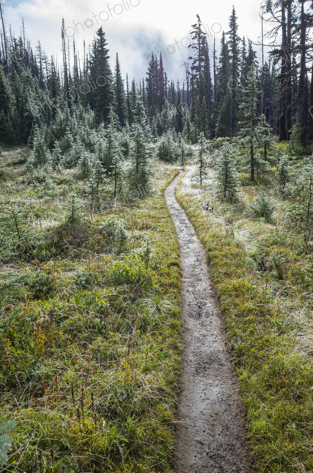 We and muddy hiking trail after mountain storm, lush subalpine meadow in distance, Mt.…