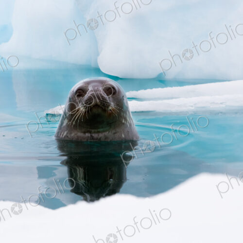Weddell seal looking up out of the water, Antarctica