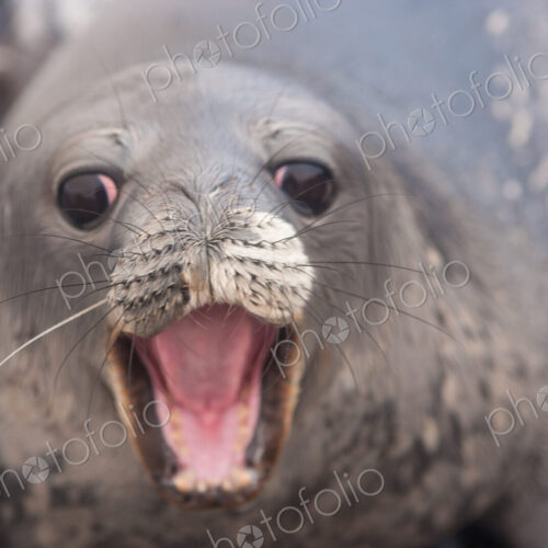 Weddell seal pup, Antarctica