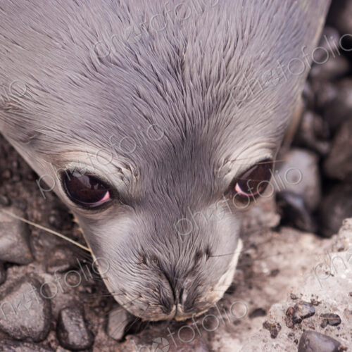 Weddell seal pup, Antarctica