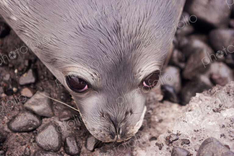 Weddell seal pup, Antarctica