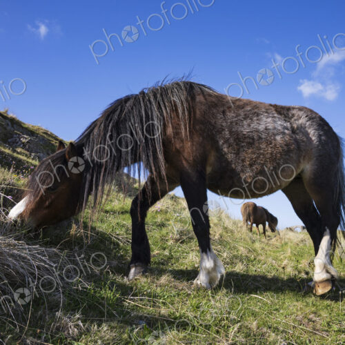 Welsh Ponies Grazing near Newborough