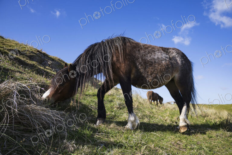 Welsh Ponies Grazing near Newborough