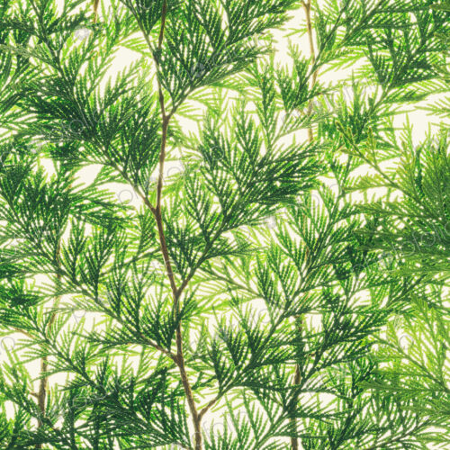 Western red cedar branch, close up of a branch with green thin linear shaped leaves,… Western red cedar branch, close up of a branch with green thin linear shaped leaves,…