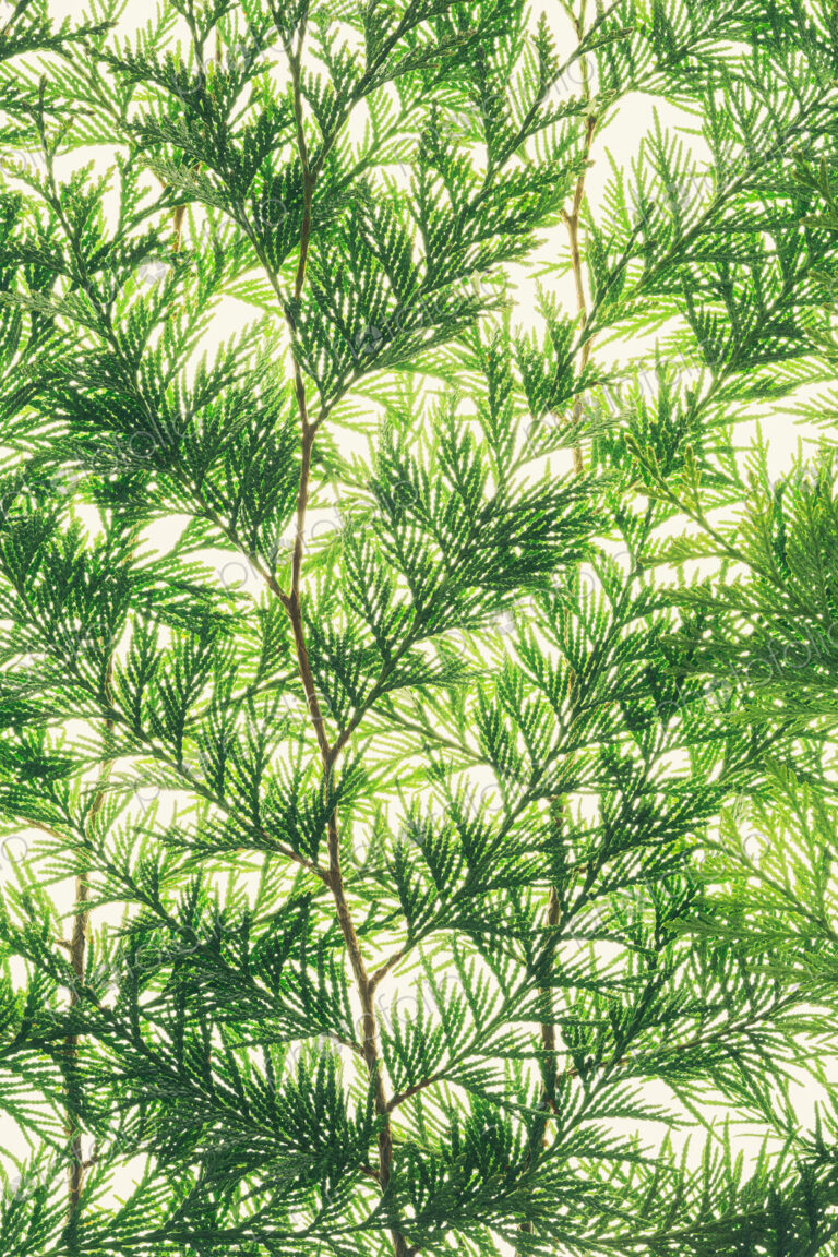 Western red cedar branch, close up of a branch with green thin linear shaped leaves,…