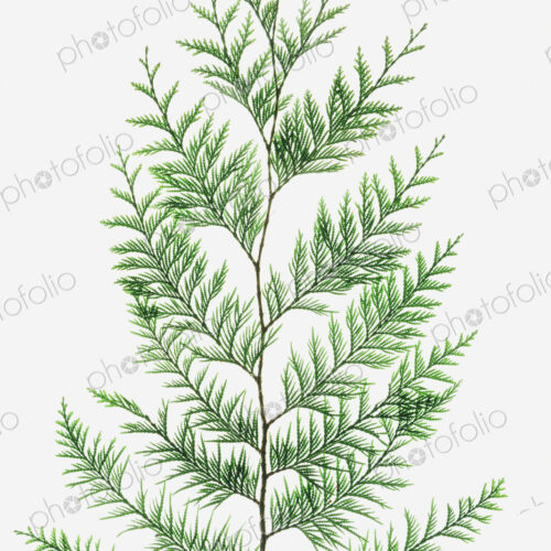 Western red cedar tree branch with green linear shaped leaves against a white background. Western red cedar tree branch with green linear shaped leaves against a white background.