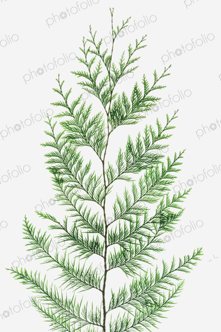Western red cedar tree branch with green linear shaped leaves against a white background.