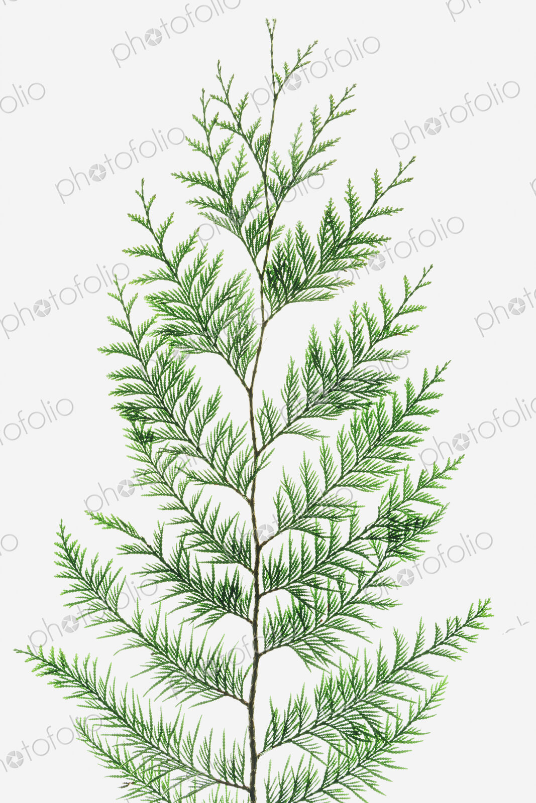 Western red cedar tree branch with green linear shaped leaves against a white background.