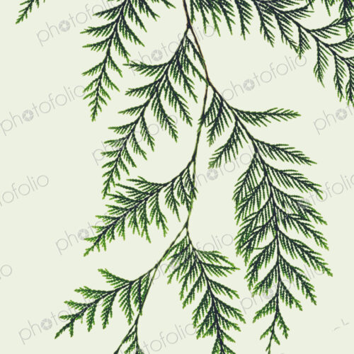 Western red cedar tree branch with green linear shaped leaves against a white background.