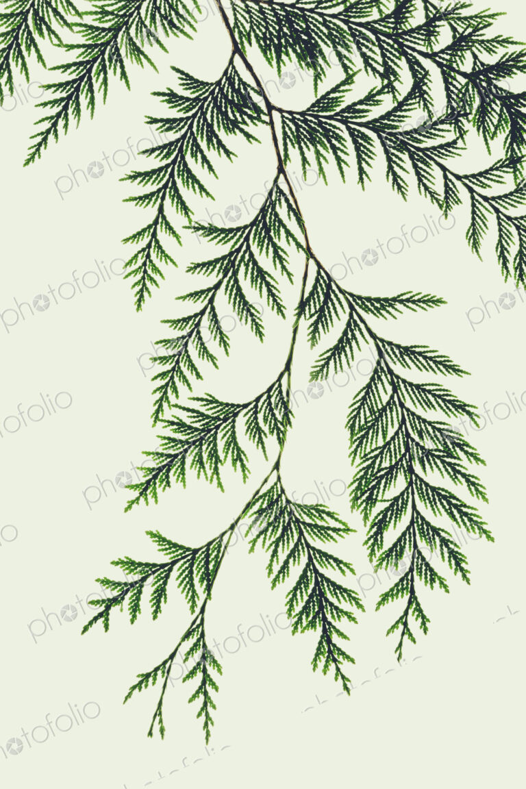 Western red cedar tree branch with green linear shaped leaves against a white background.