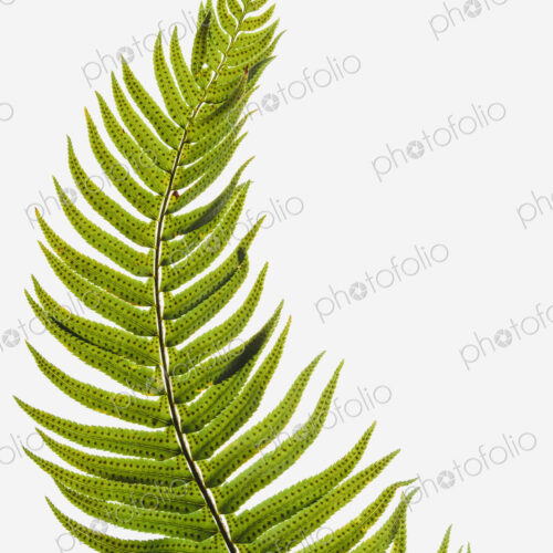 Western sword fern, a single leaf with leaves spaced evenly up the stem. Polystichum… Western sword fern, a single leaf with leaves spaced evenly up the stem. Polystichum…