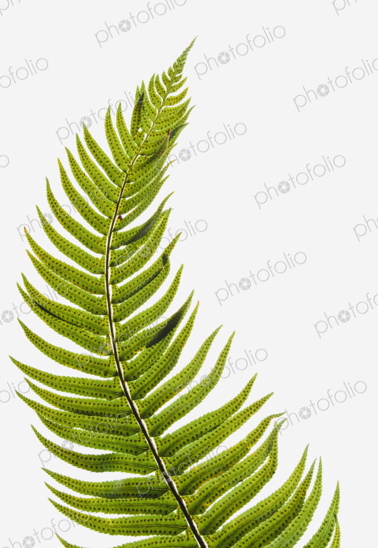 Western sword fern, a single leaf with leaves spaced evenly up the stem. Polystichum…