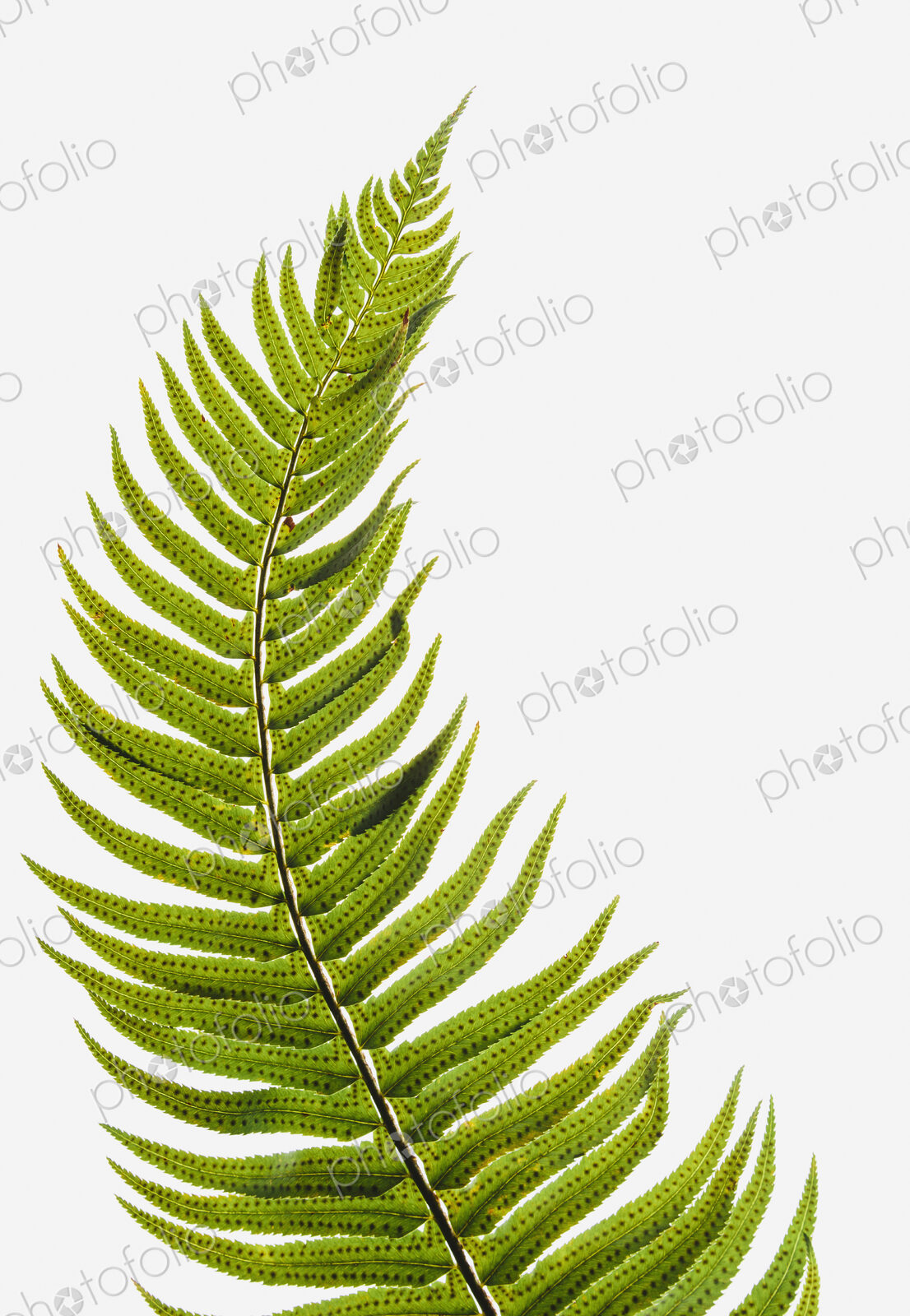Western sword fern, a single leaf with leaves spaced evenly up the stem. Polystichum…