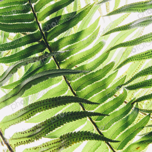 Western sword fern, a single leaf with leaves spaced evenly up the stem. Polystichum… Western sword fern, a single leaf with leaves spaced evenly up the stem. Polystichum…