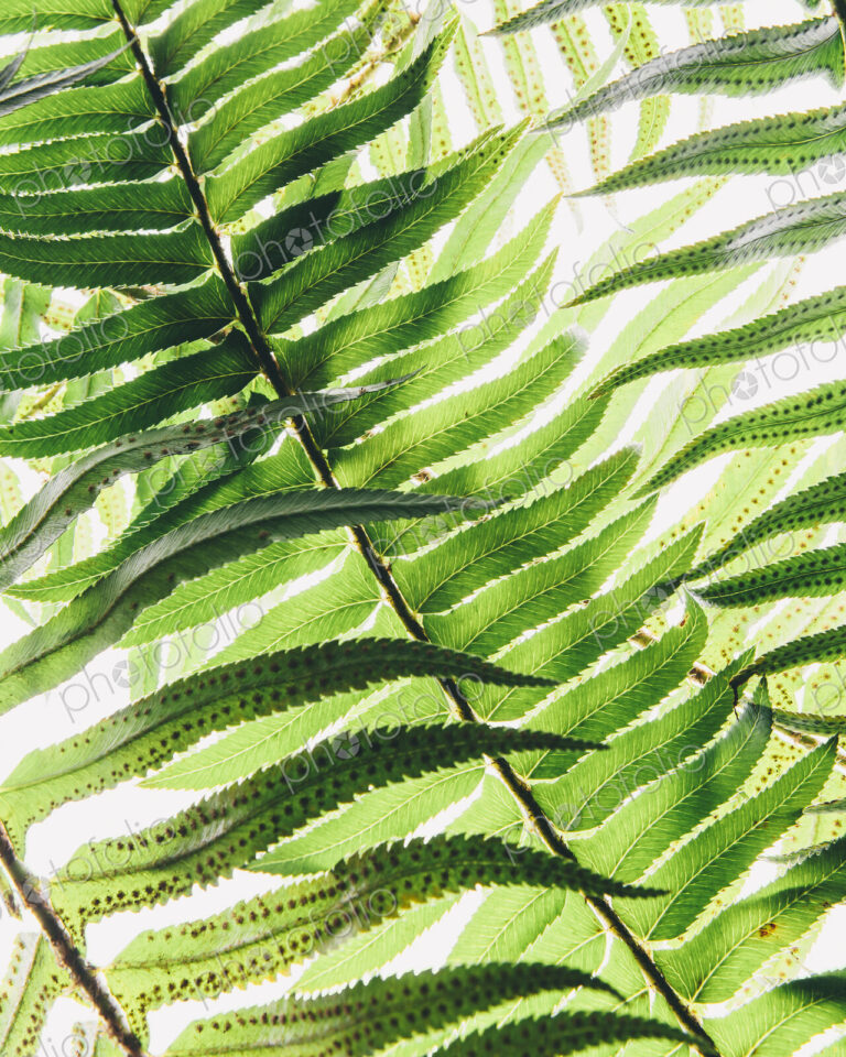 Western sword fern, a single leaf with leaves spaced evenly up the stem. Polystichum…