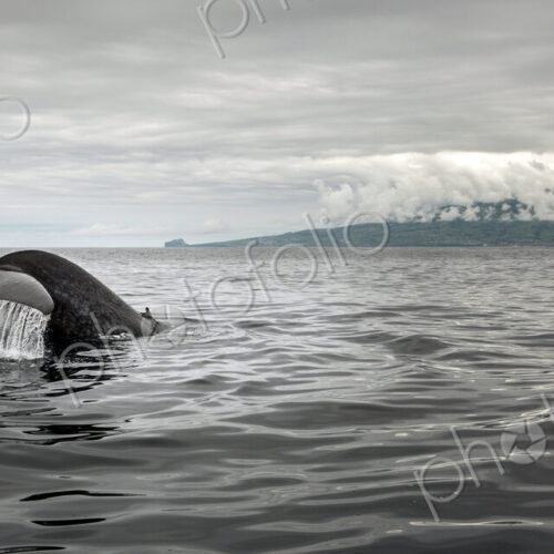 Whale tail splashing in ocean water Whale tail splashing in ocean water