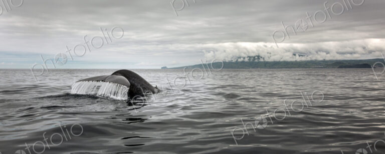 Whale tail splashing in ocean water
