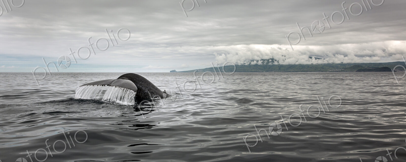 Whale tail splashing in ocean water