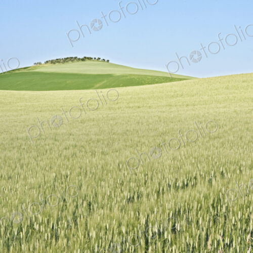 Wheat Field