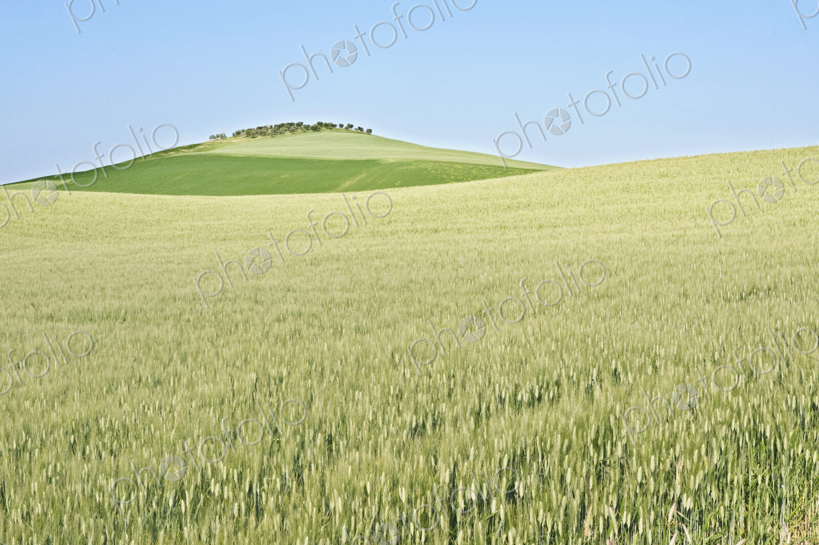 Wheat Field
