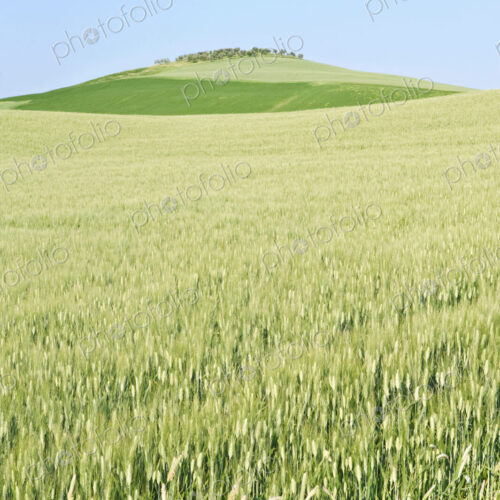 Wheat Field