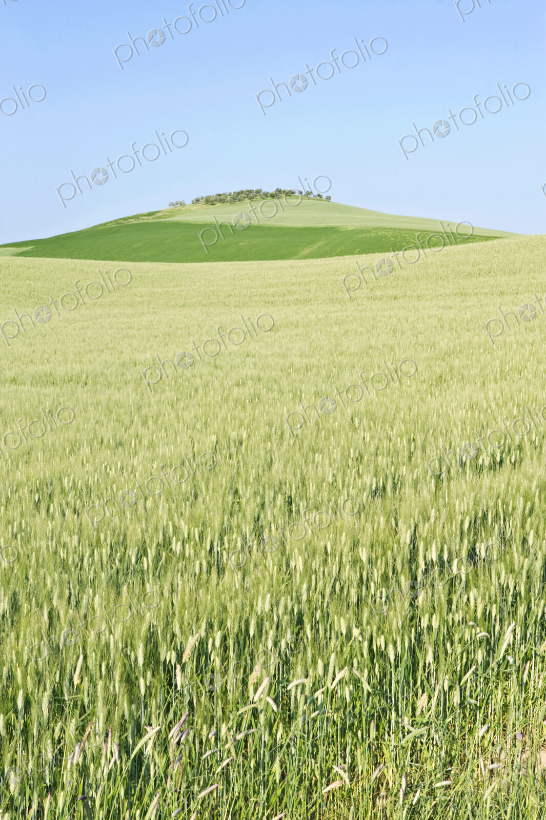 Wheat Field