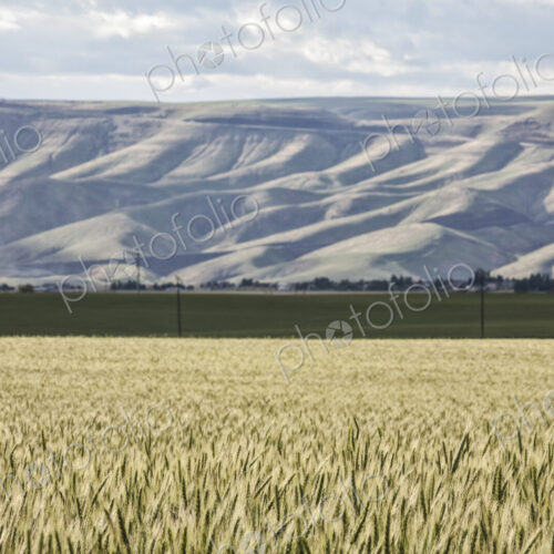 Wheat field areas of eastern Washington, USA Wheat field areas of eastern Washington, USA