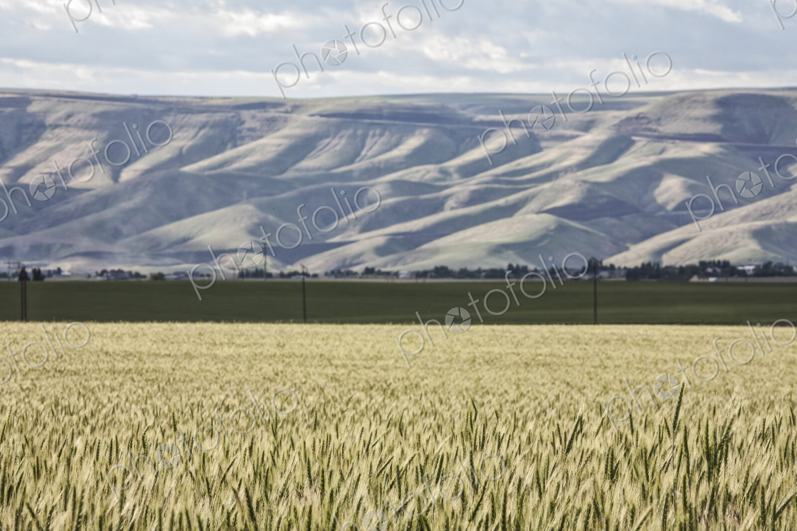 Wheat field areas of eastern Washington, USA