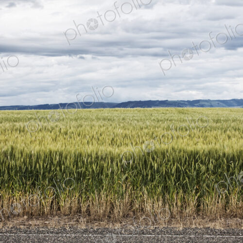 Wheat field areas of eastern Washington, USA Wheat field areas of eastern Washington, USA