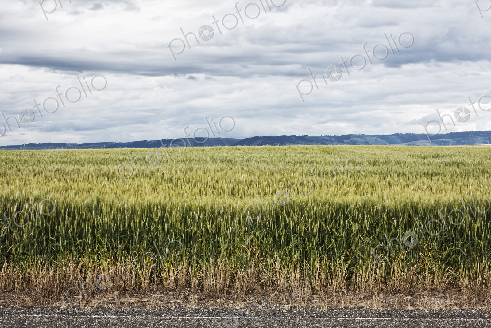 Wheat field areas of eastern Washington, USA