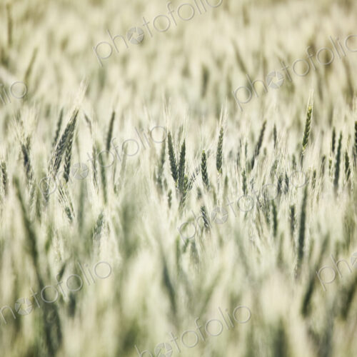 Wheat field areas of eastern Washington, USA Wheat field areas of eastern Washington, USA