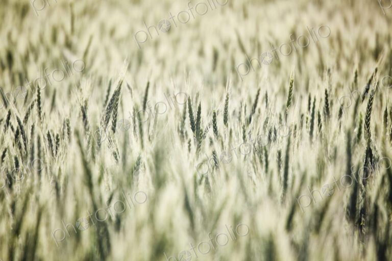 Wheat field areas of eastern Washington, USA