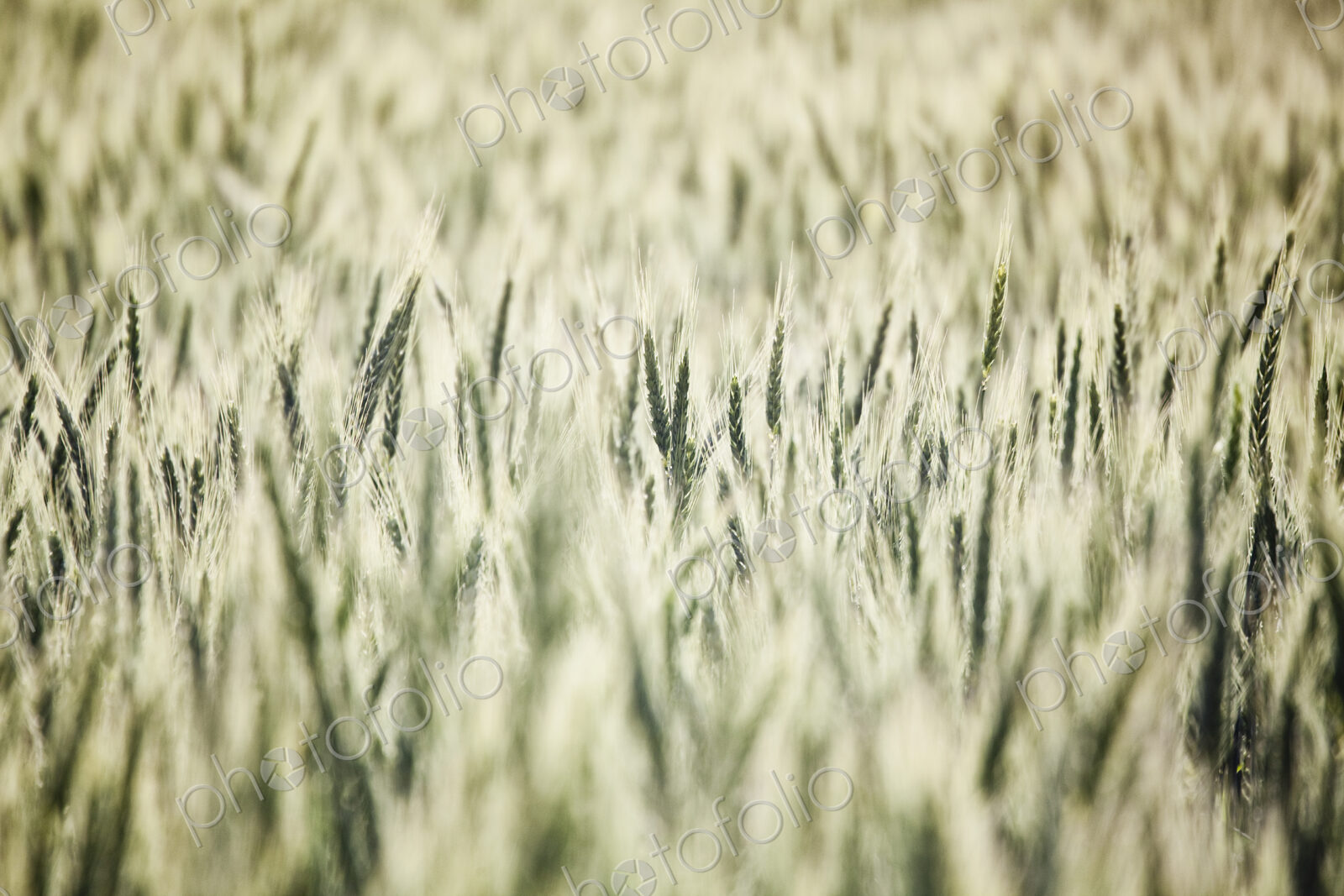 Wheat field areas of eastern Washington, USA